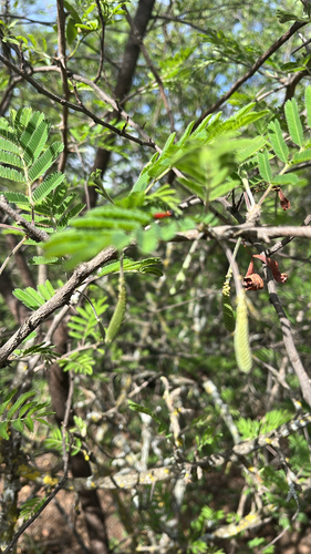 Acacia observed 2026-10-28