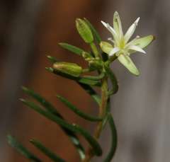Lepidium leptopetalum