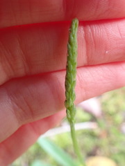 Platanthera transversa