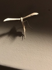 Oidaematophorini