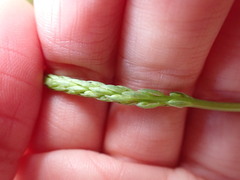 Platanthera transversa