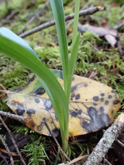 Platanthera transversa