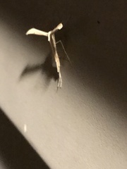 Oidaematophorini