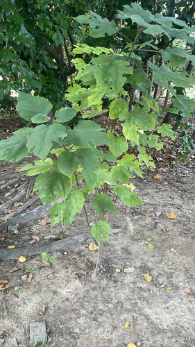 Broussonetia papyrifera observed 2026-10-27