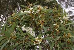 Eucalyptus calycogona trachybasis