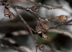 Eucalyptus calycogona trachybasis