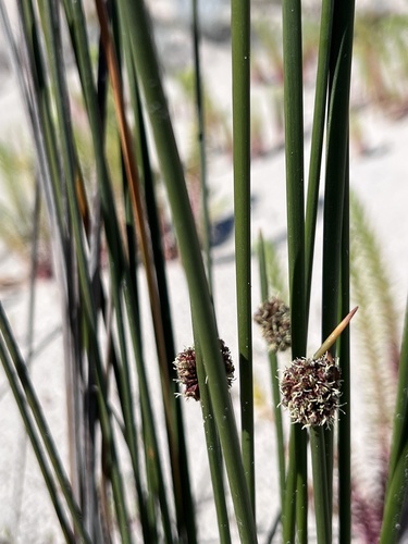 Fimbristylis observed 2026-10-28