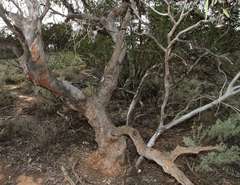 Eucalyptus calycogona trachybasis