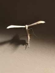 Oidaematophorini