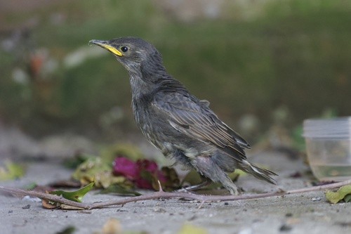 Sturnus vulgaris observed 2026-10-28