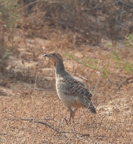 Ortygornis pondicerianus observed 2026-10-27
