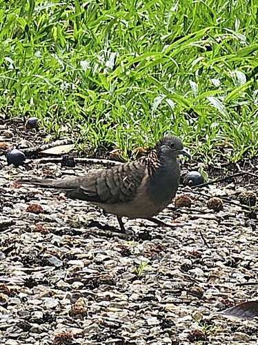 Geopelia humeralis observed 2026-10-28