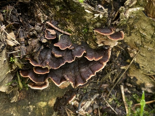 Laxitextum bicolor observed 2026-10-25