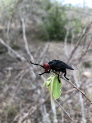 Bromophila caffra