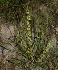 Rumex crystallinus