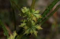 Rumex crystallinus