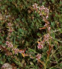 Polygonum plebeium