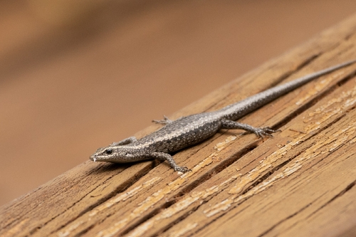 Cryptoblepharus observed 2026-10-28