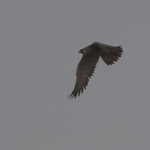 Falco peregrinus observed 2026-10-28