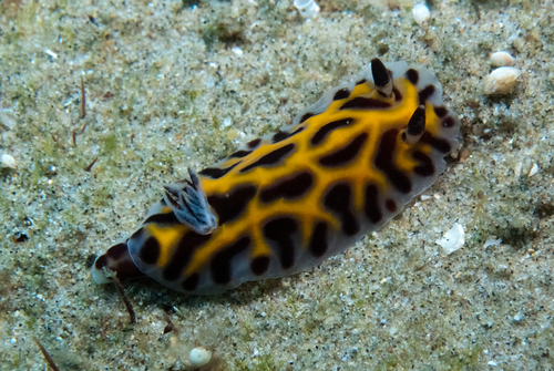 Halgerda wasinensis observed 2026-10-21