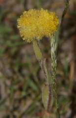 Pycnosorus pleiocephalus