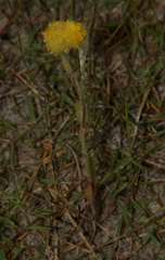 Pycnosorus pleiocephalus