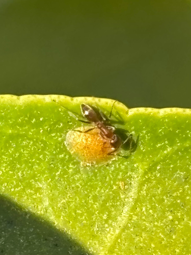 Linepithema humile observed 2026-10-25