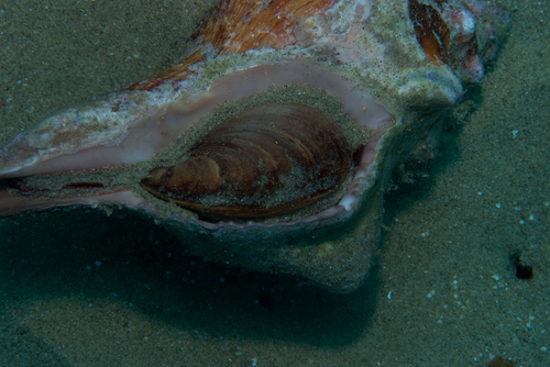 Pleuroploca trapezium observed 2026-10-21