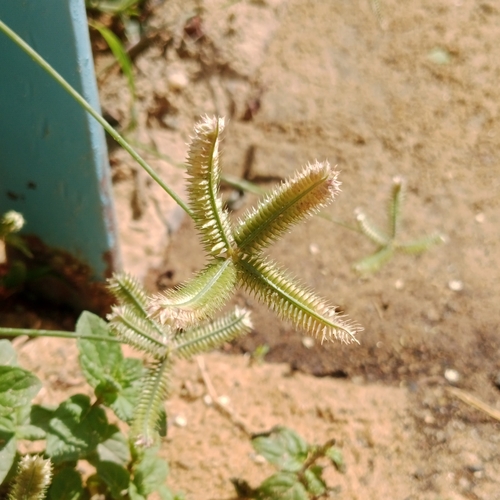 Dactyloctenium aegyptium observed 2026-10-28