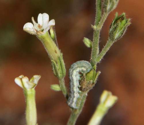 Image of Nicotiana velutina by (c) Russell Best, some rights reserved (CC BY)