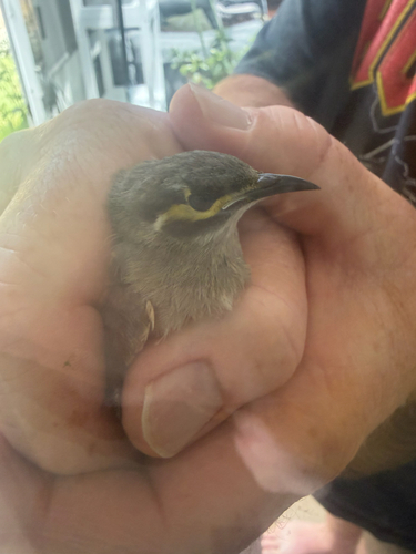 Caligavis chrysops observed 2026-10-28