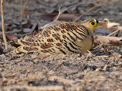 Pterocles quadricinctus