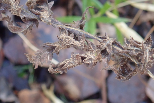 Thelypteris palustris observed 2026-10-27