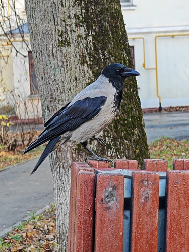 Corvus observed 2026-10-28