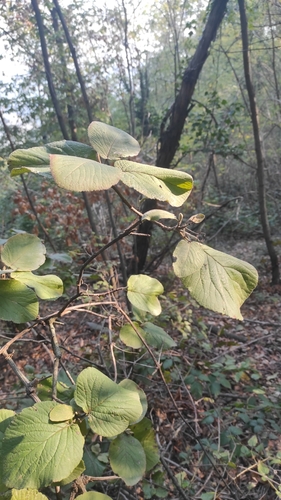 Viburnum observed 2026-10-28