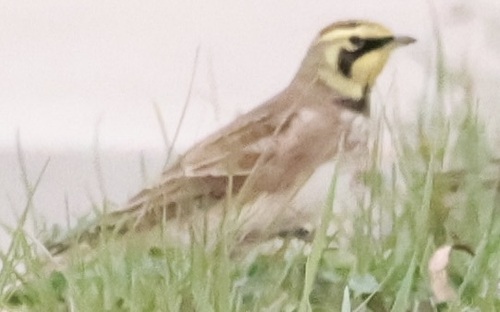 Eremophila alpestris, 2026-10-27