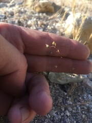 Nemacladus secundiflorus robbinsii