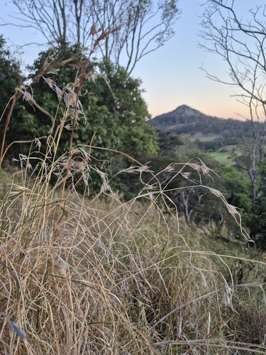 Themeda observed 2026-10-28