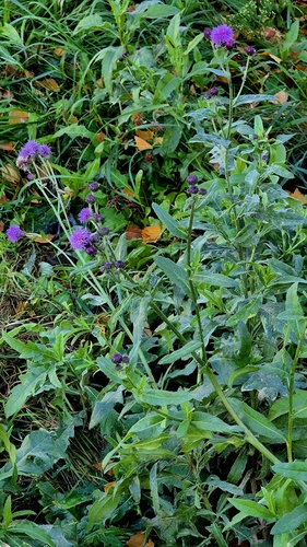 Cirsium arvense observed 2026-10-28
