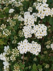 Spiraea × vanhouttei