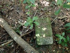 Coprosma macrocarpa minor