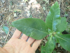 Coprosma macrocarpa minor