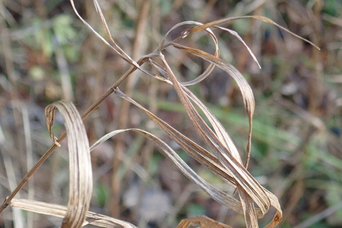 Bromus inermis observed 2026-10-27