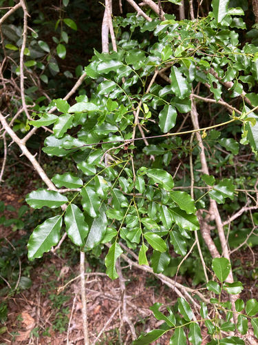 Dalbergia observed 2026-10-26