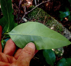 Coprosma macrocarpa minor