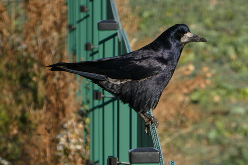 Corvus observed 2026-10-28