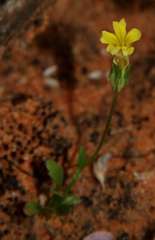 Goodenia pusilliflora