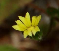 Goodenia pusilliflora