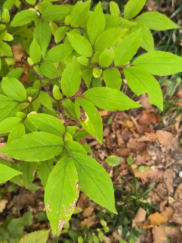 Vaccinium observed 2026-10-28