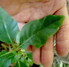 Coprosma macrocarpa minor